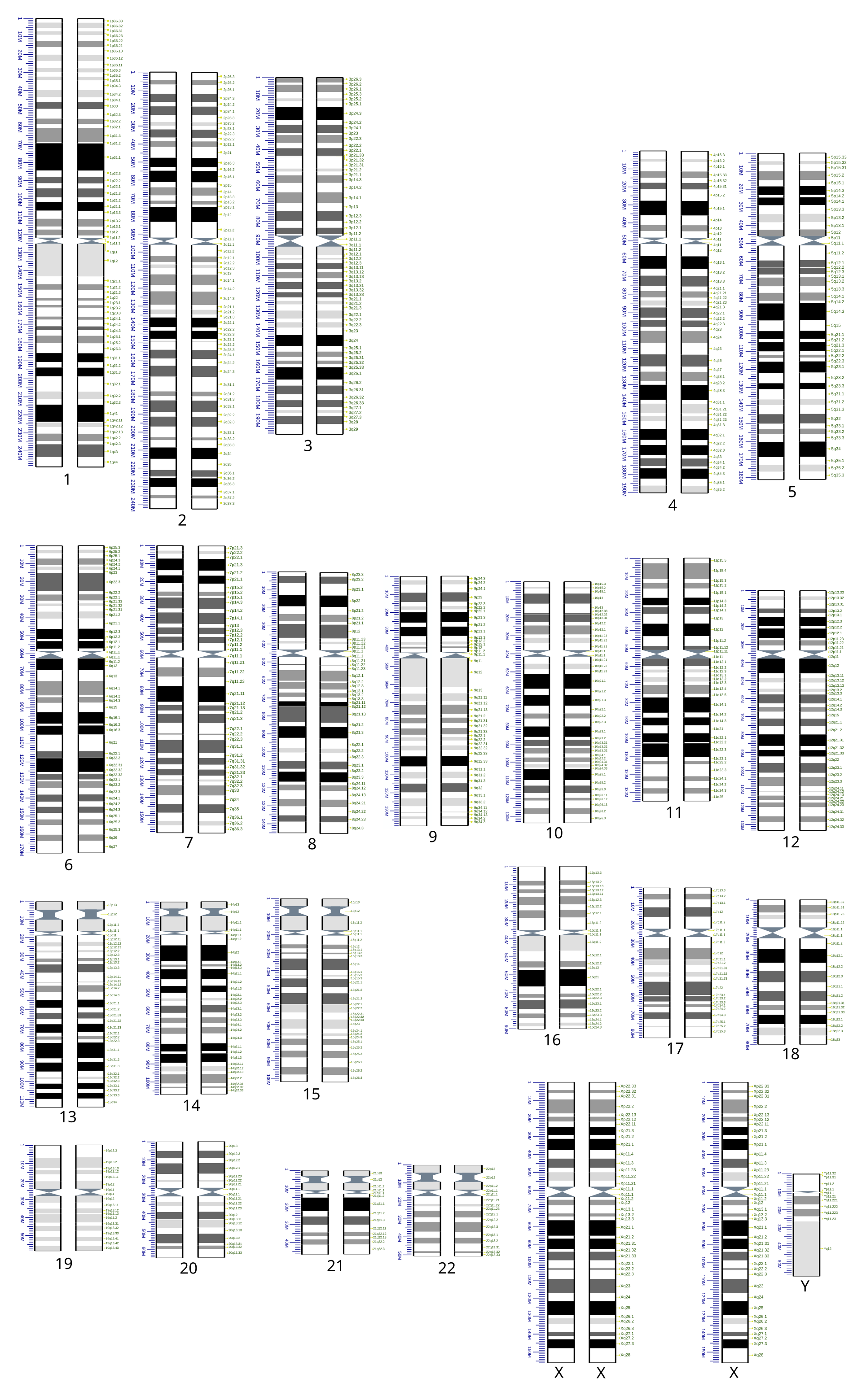 <span class="figref">Figure 1</span> — Caryotype humain : les 22 paires d'autosomes puis la paire sexuelle (XX = femme, XY = homme). Le Y est nettement plus court que le X.