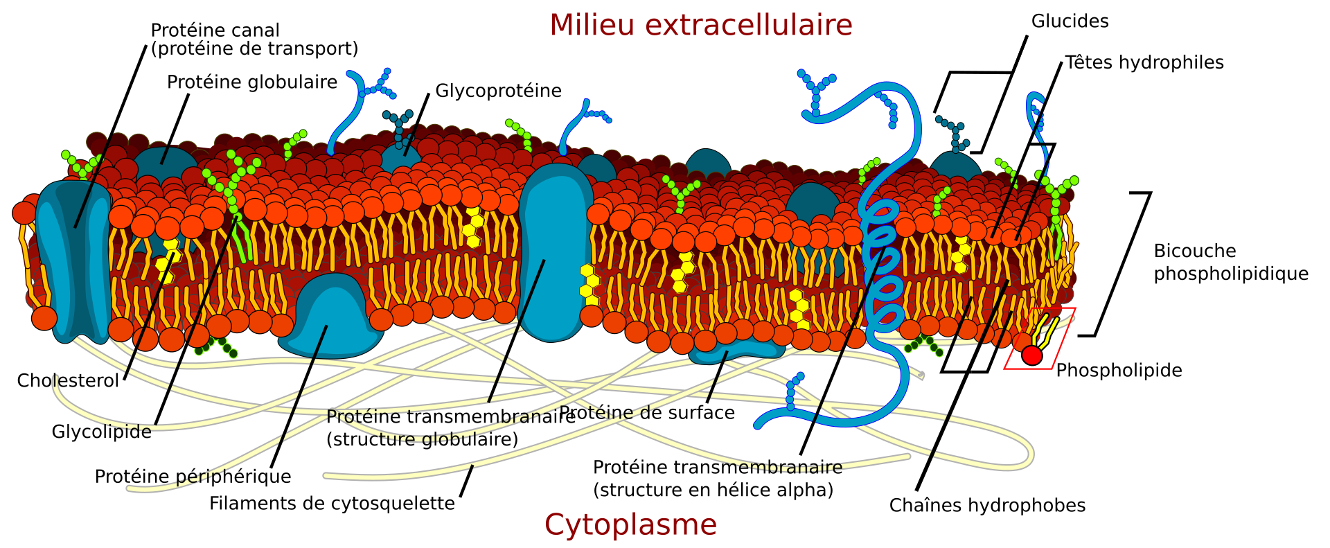 <span class="figref">Figure 1</span> — Membrane plasmique : le modèle de la mosaïque fluide (coupe). Bicouche de phospholipides (têtes vers l'eau, queues au centre) parsemée de protéines, de cholestérol et de sucres de surface.