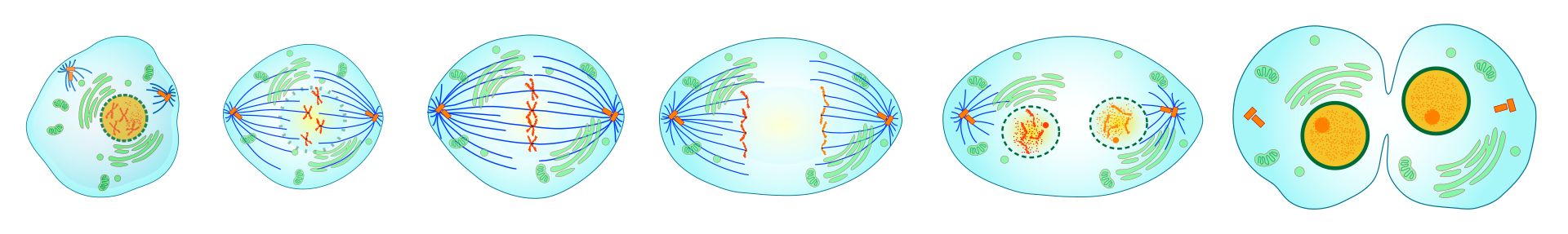 <span class="figref">Figure 2</span> — Séquence de la mitose : le fuseau (fibres) tire les chromosomes, les aligne au centre (métaphase), puis sépare les chromatides vers les deux pôles.