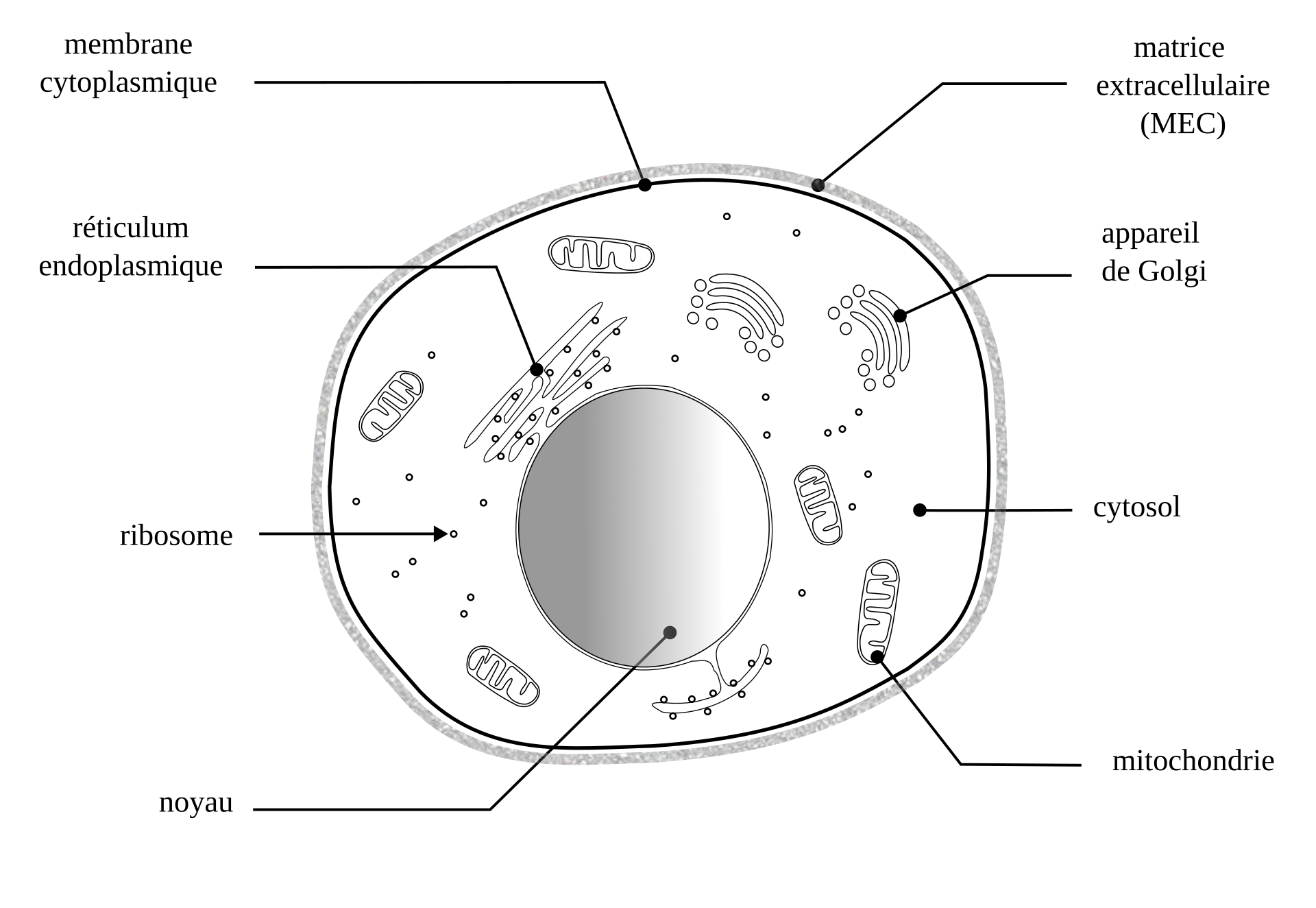 <span class="figref">Figure 1</span> — Cellule animale eucaryote — vue d'ensemble des principaux organites.