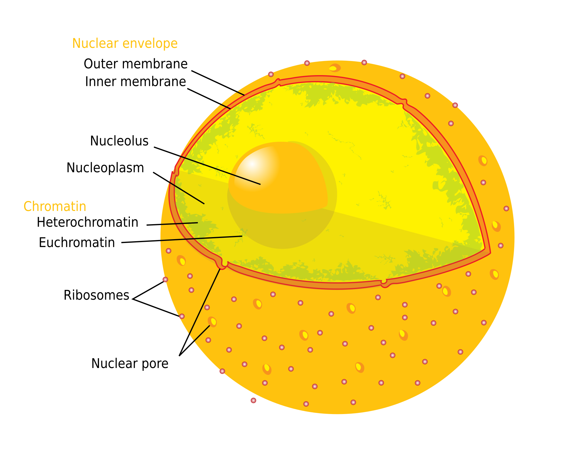 <span class="figref">Figure 2</span> — Coupe du noyau : enveloppe à double membrane, pores, chromatine et nucléole.