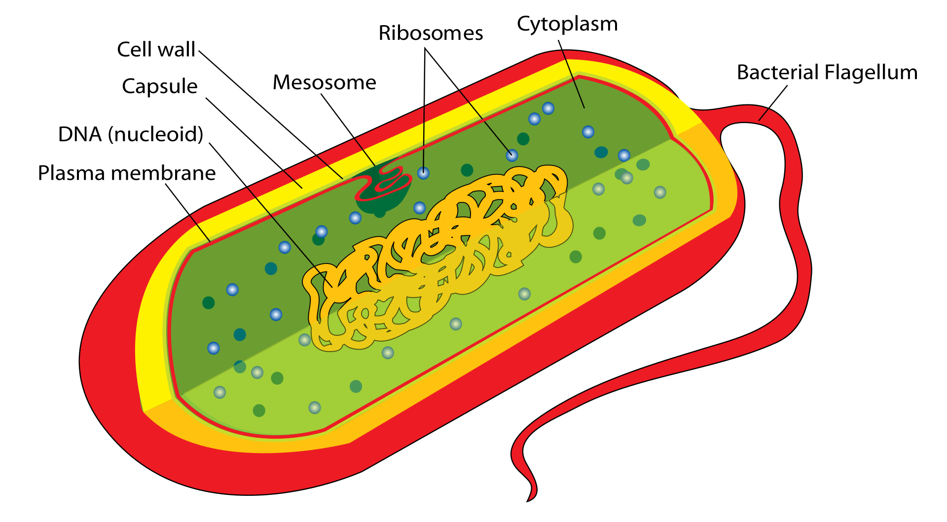 <span class="figref">Figure 1</span> — Structure d'une bactérie (procaryote), vue en coupe. La respiration se fait dans la membrane et ses replis (mésosome), faute de mitochondrie.