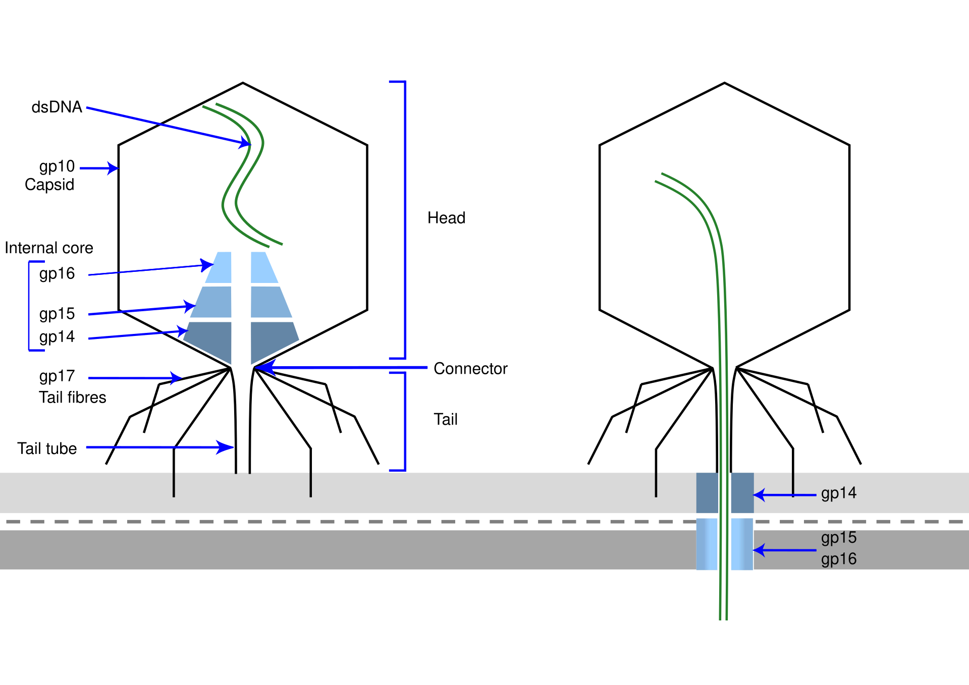 <span class="figref">Figure 2</span> — Structure d'un bactériophage, un virus « nu » (exemple : le phage T7). À gauche le virus intact ; à droite, le même phage fixé sur une bactérie et injectant son ADN à travers l'enveloppe bactérienne (les deux bandes grises).