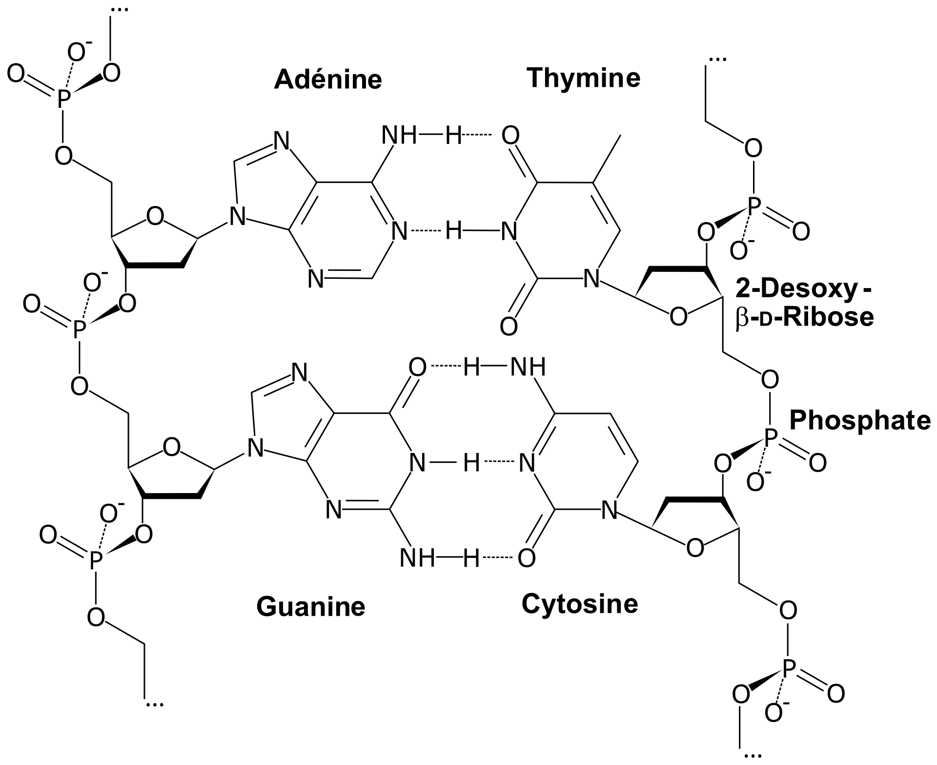 <span class="figref">Figure 2</span> — Fig. 2 — La réalité chimique de l'appariement : c'est lui qui garantit une copie fidèle.